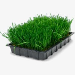 wheatgrass麦草托盘图标高清图片