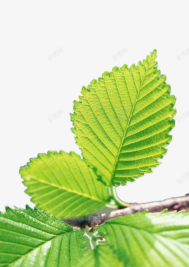 创意摄影绿色的植物树叶png免抠素材_新图网 https://ixintu.com 创意 摄影 树叶 植物 绿色