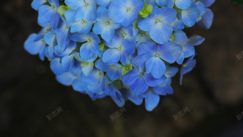 蓝色的绣球花一jpg设计背景_新图网 https://ixintu.com 植物 漂亮 绣球 蓝色