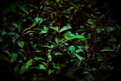 幽暗深邃无底的植物高清图片
