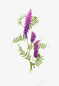 紫色手绘艺术植物素材