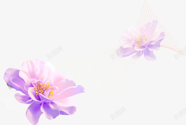 春天紫色唯美花花朵png免抠素材_新图网 https://ixintu.com 唯美 春天 紫色 花 花朵