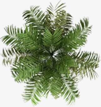 绿色树木植物海报png免抠素材_新图网 https://ixintu.com 树木 植物 海报 绿色