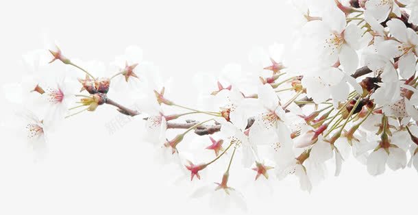 白色花朵树枝装饰png免抠素材_新图网 https://ixintu.com 树枝 白色 花朵 装饰