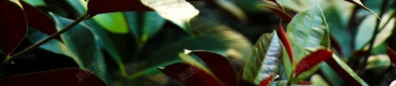 夕阳下的红背桂jpg设计背景_新图网 https://ixintu.com 植物 竖版 背景 自然 风景