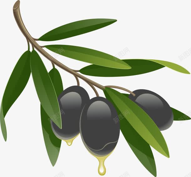 水彩黑橄榄png免抠素材_新图网 https://ixintu.com 水果 食材 食物 黑橄榄