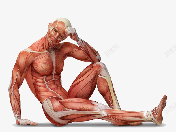 人体解剖学psd免抠素材_新图网 https://ixintu.com 动作医学 医疗 男性 运动解剖学