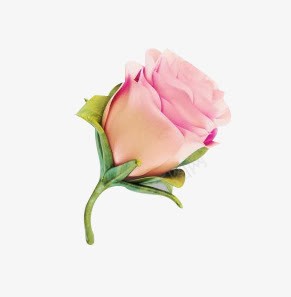 粉色玫瑰花朵绿叶png免抠素材_新图网 https://ixintu.com 玫瑰 粉色 绿叶 花朵