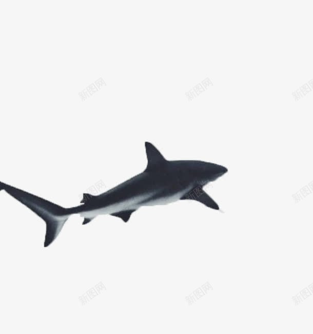 黑色鲨鱼png免抠素材_新图网 https://ixintu.com 灰色 鱼鳍 鲨鱼 黑色