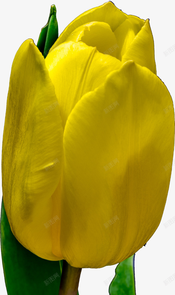 一朵黄色的郁金香花psd免抠素材_新图网 https://ixintu.com 春天 植物 花朵 郁金香