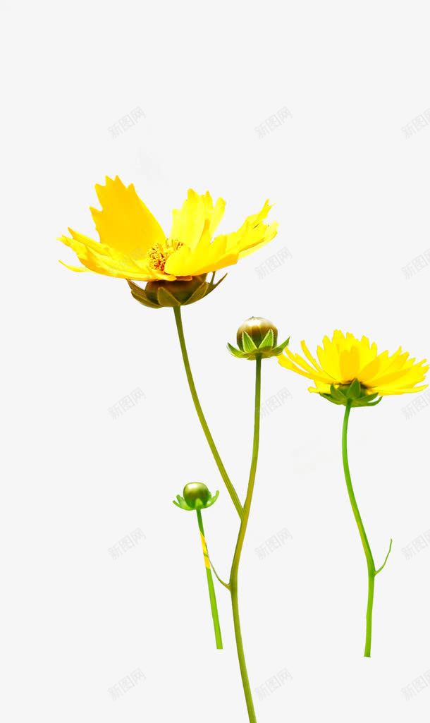 黄色唯美花朵植物创意png免抠素材_新图网 https://ixintu.com 创意 植物 花朵 黄色