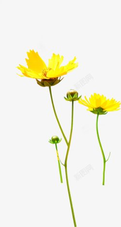 黄色唯美花朵植物创意素材