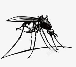 黑白蚊子素材手绘蚊子高清图片
