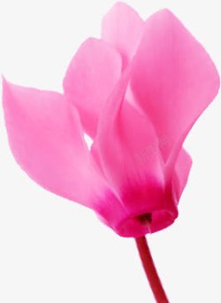 尖形粉色尖形花朵实物高清图片