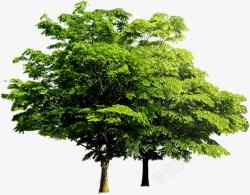 植物绿色海报卡通树木素材