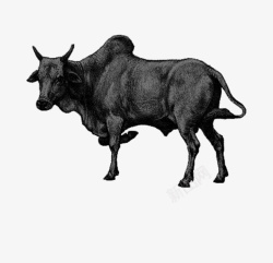 动物手绘黑白牛素材