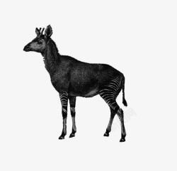 动物手绘黑白鹿素材