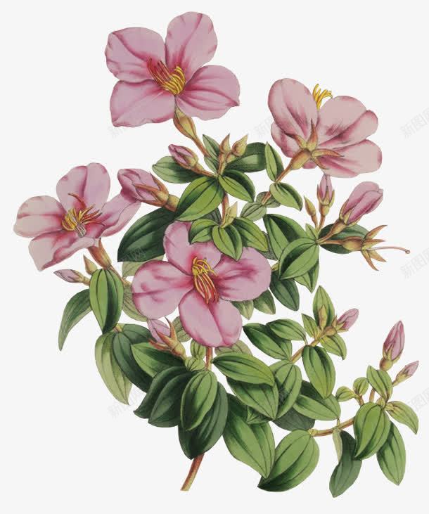 粉色多层花朵植物png免抠素材_新图网 https://ixintu.com 植物 粉色 花朵