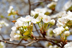 盛开梨花梨花盛开的季节高清图片