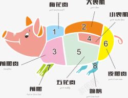 分割猪肉猪肉分割部位图高清图片