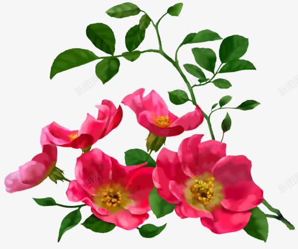 粉色清新花朵植物装饰png免抠素材_新图网 https://ixintu.com 植物 清新 粉色 花朵 装饰