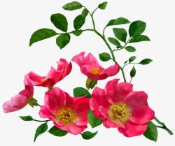 粉色清新花朵植物装饰素材
