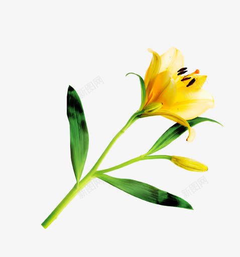 一根黄色开放的花朵png免抠素材_新图网 https://ixintu.com 开放 花朵 黄色