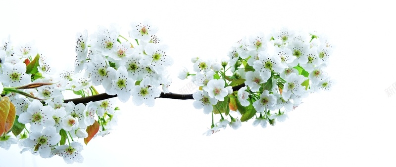 梨花白色花花朵植物背景
