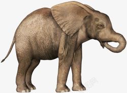 亚洲象素材喝水的幼年亚洲象高清图片