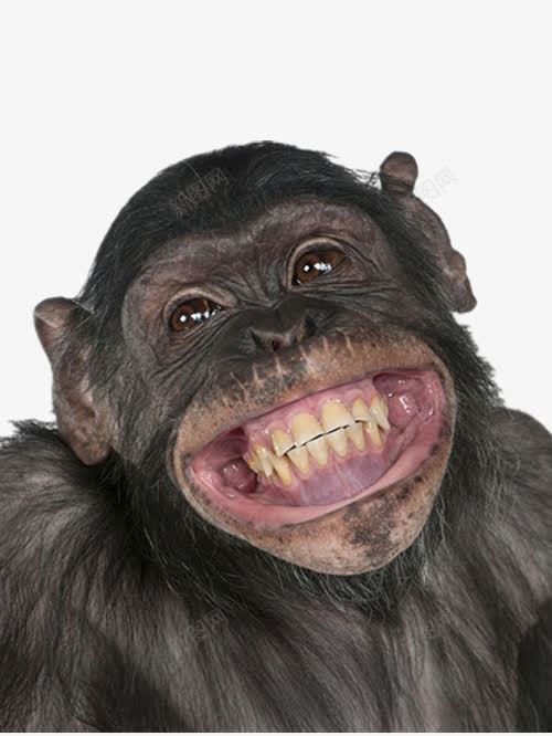 黑色老猩猩png免抠素材_新图网 https://ixintu.com 下载 下载图片 产品实物 老猩猩 黑色猩猩