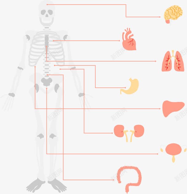 手绘人体骨骼和器官png免抠素材_新图网 https://ixintu.com 内脏 内脏图 器官 手绘 骨骼