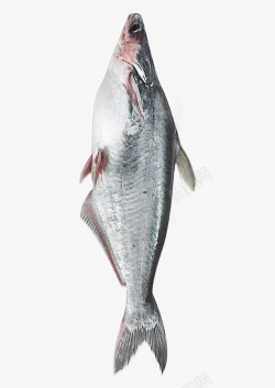 巴沙鱼新鲜的巴沙鱼高清图片