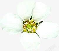 白色梦幻花朵春天素材
