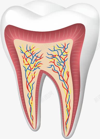牙齿png免抠素材_新图网 https://ixintu.com 剖面图 牙 牙科 牙齿
