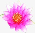 红色花朵效果植物png免抠素材_新图网 https://ixintu.com 效果 植物 红色 花朵