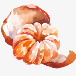柑橘属剥开的桔子水彩插画矢量图高清图片
