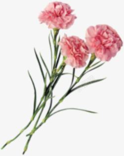 粉色自然康乃馨花朵素材