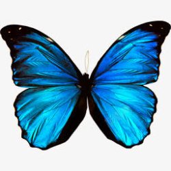 淡蓝色蝴蝶装饰素材