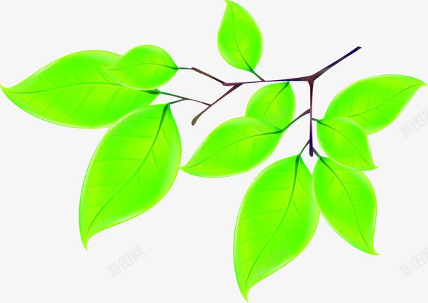 创意合成手绘绿色的植物树叶png免抠素材_新图网 https://ixintu.com 创意 合成 树叶 植物 绿色
