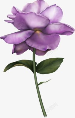 手绘紫色的花素材
