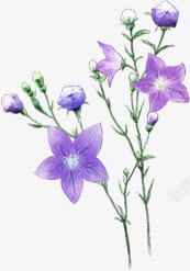 紫色花朵树枝素材