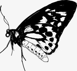 黑色创意手绘蝴蝶素材