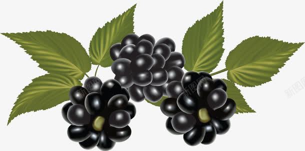 手绘黑莓png免抠素材_新图网 https://ixintu.com 手绘素材 水果素材 美食素材 黑色 黑莓素材