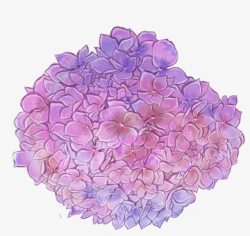 手绘紫色球花插画素材