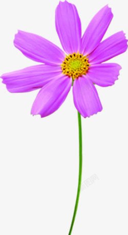 唯美紫色花朵创意素材