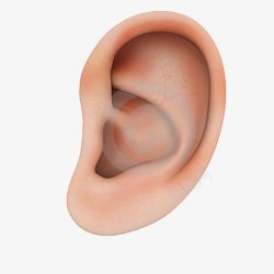 人耳朵构造素材