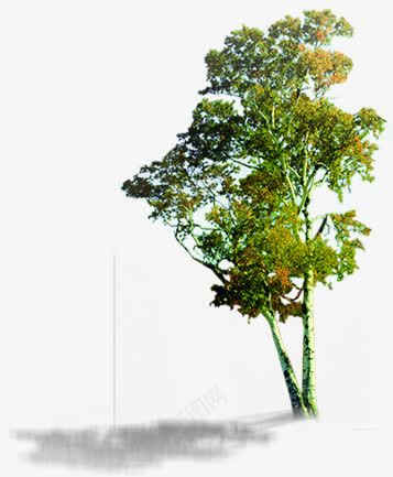 摄影绿色树木合成效果png免抠素材_新图网 https://ixintu.com 合成 摄影 效果 树木 绿色