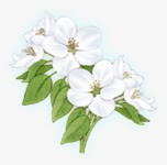 白色花朵彩绘叶子素材