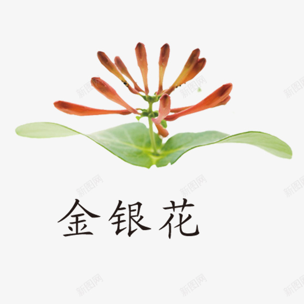 花朵金银花图标psd_新图网 https://ixintu.com 中国风 中国风草药 中国风草药logo 中国风草药植物 花朵 草药 金银花