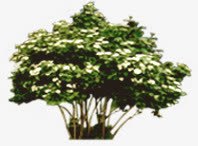 白色花朵灌木景观素材